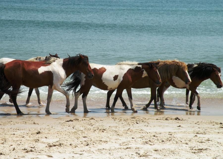 AssateagueIslandStatePark 900x640 Tips while Traveling in OCMD