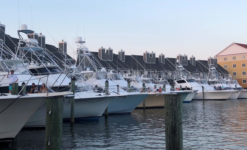 White marlin on sale open 2020