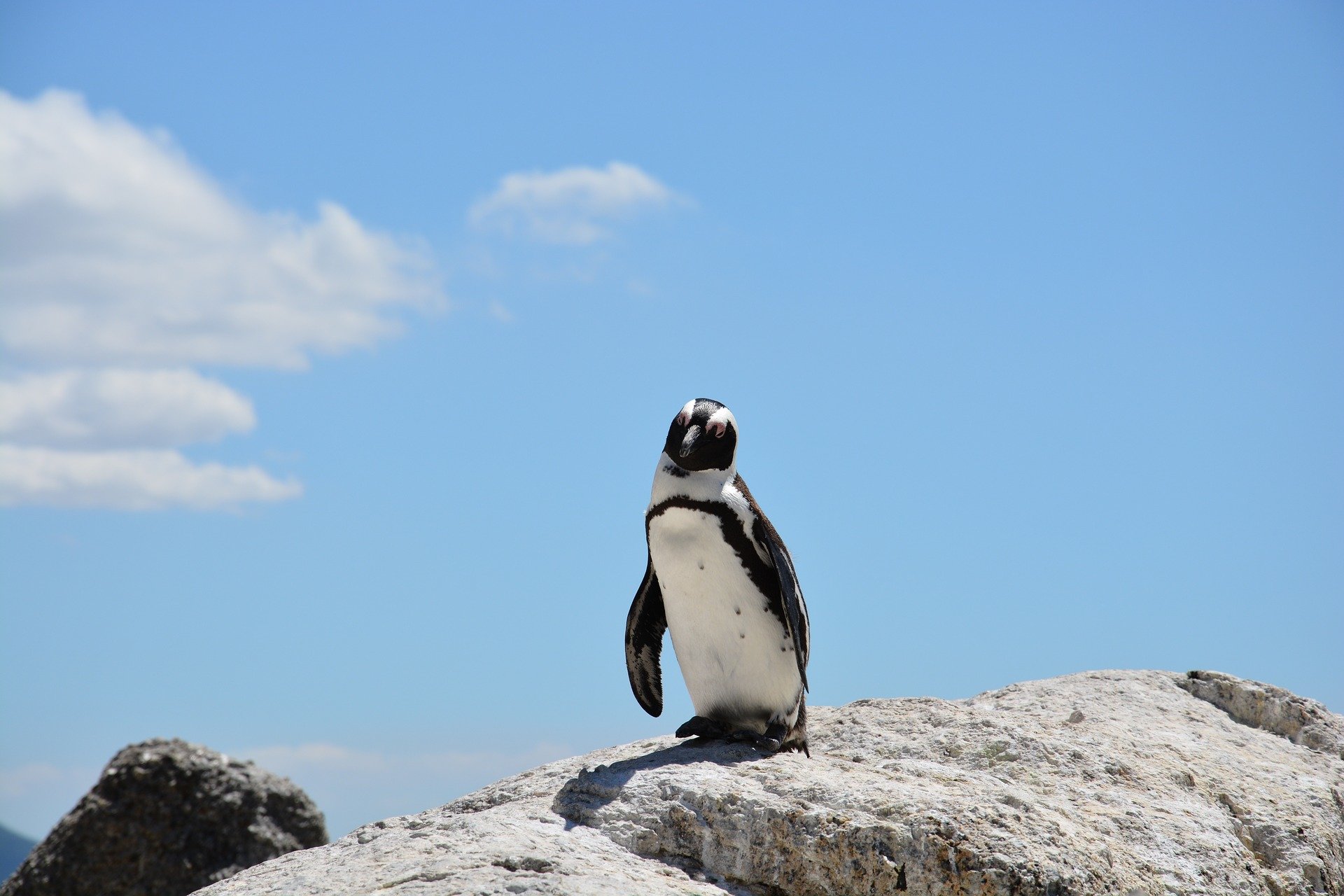 Penguin Swim  Atlantic General Hospital